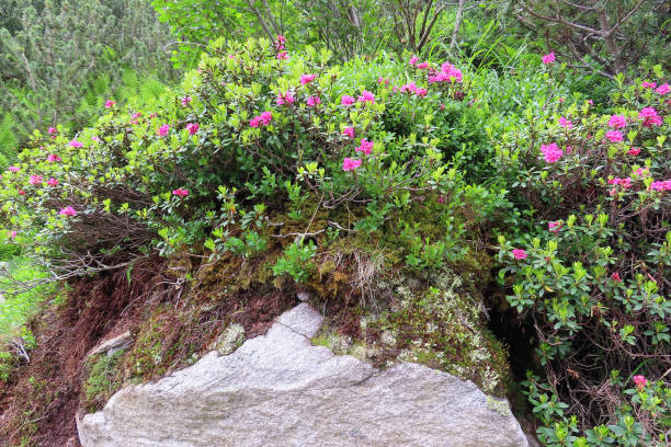 flores de alpenrose na flor em alpes austríacos. rhododendron - european alps tirol rhododendron nature - fotografias e filmes do acervo