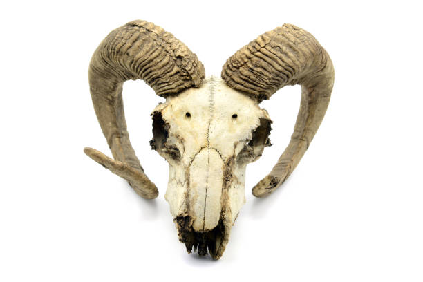 istock Skull of a goat on white isolated background. 1168198660