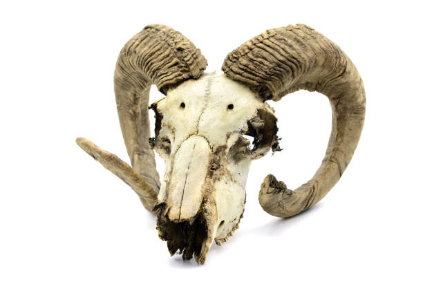 istock Skull of a goat on white isolated background. 1168198685