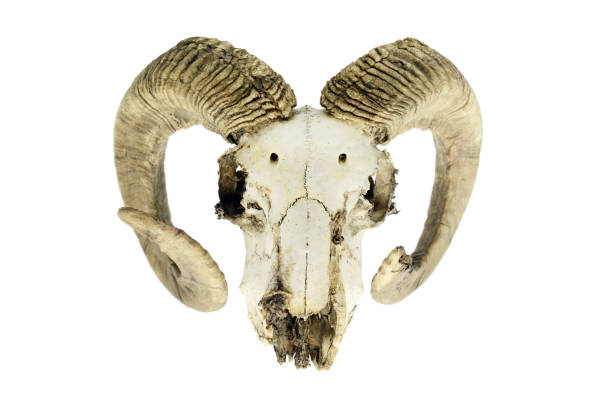 istock Skull of a goat on white isolated background. 1168198686