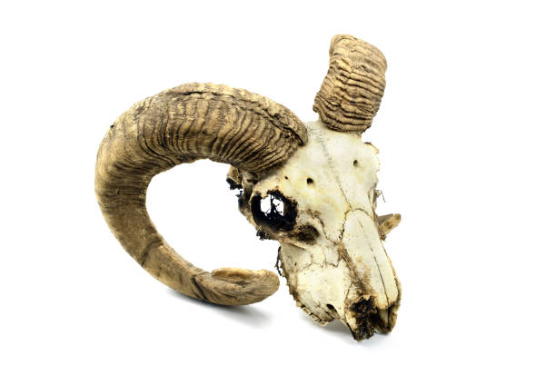 istock Skull of a goat on white isolated background. 1168198687