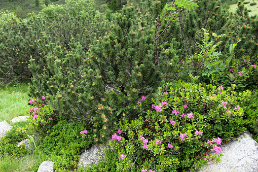 Alpenrose flowers and creeping pine in Austrian alps. rhododendron family and also known as snow-rose.