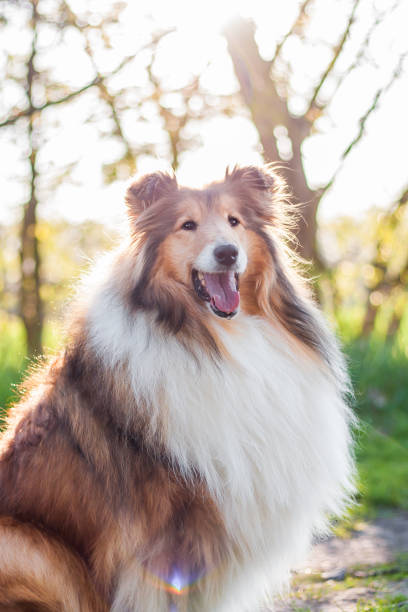 istock Relaxed rough collie portrait, sun at background 1168200288