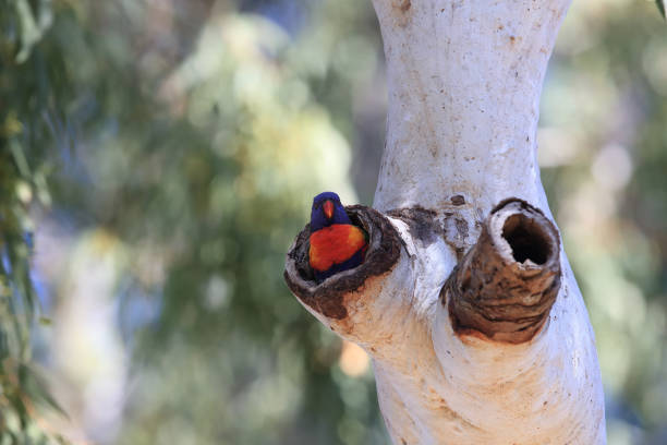 istock Rainbow Lorikeet, Queensland, Australia 1168201297