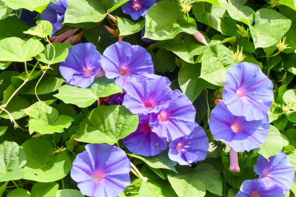 istock Pink purple (Ipomoea purpurea) flower Morning Glory. 1168201300