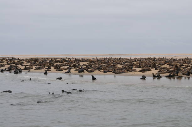 istock Sea lions colony at cape cross, Namibia 1168202921