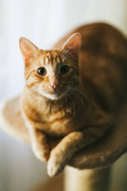 istock Ginger cat lies on a scratching post. The cat is resting 1168202965