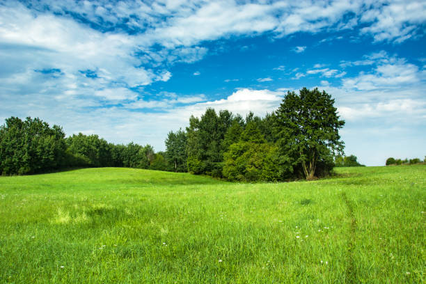 istock Green meadow and shrubbery, clouds on a sky 1168203702