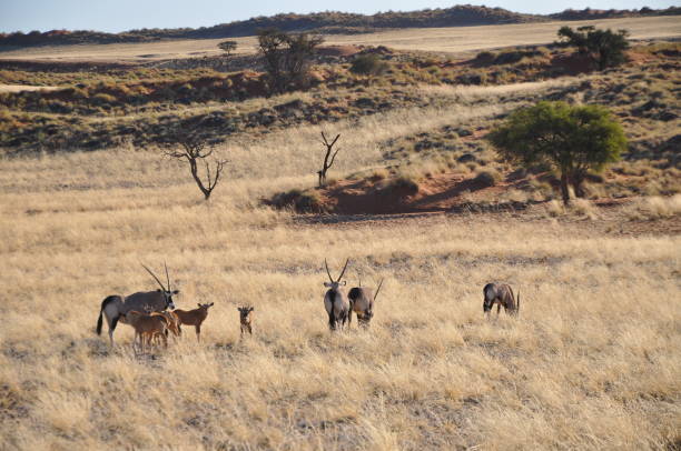istock Gemsbok walking through desert in Namibia 1168203778