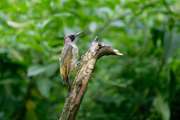 kuvapankkikuvat ja rojaltivapaat kuvat aiheesta euroopan vihreä tikka (picus viridis) - european green woodpecker