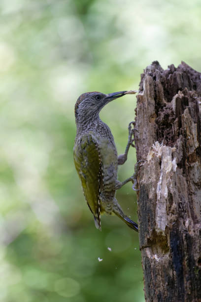 istock European green woodpecker (Picus viridis) 1168204514