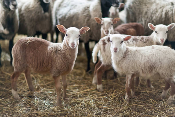 istock Little cute brown lambs in a stall. 1168204530