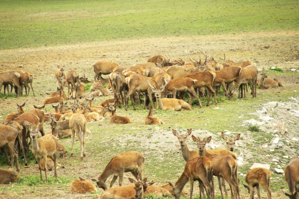 istock Herd of deer grazing on a field 1168204573