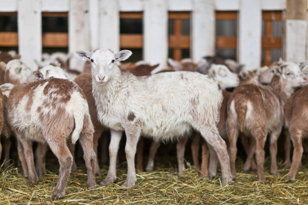 istock Little cute brown lambs in a stall. 1168205661
