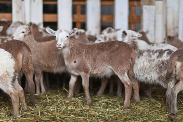istock Little cute brown lambs in a stall. 1168206057