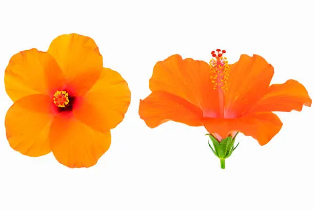 Fresh orange hibiscus flower on white background, top and side view