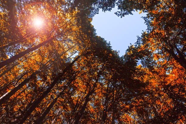 foresta autunnale con cielo blu a forma di cuore - sky blue woods park foto e immagini stock