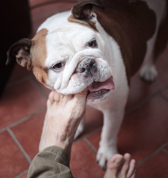 istock my dog is biting my toes 1168208042