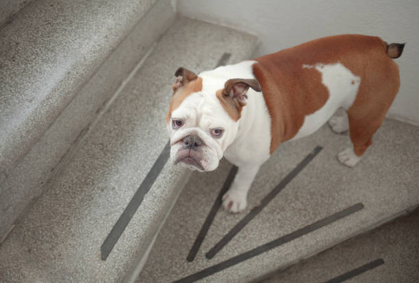 istock sad hesitant dog on the staircase 1168208069