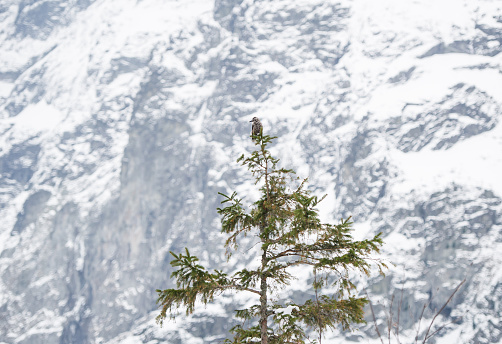 Bird on top of a fir tree with snow tatra mountains in the background. Poland.
