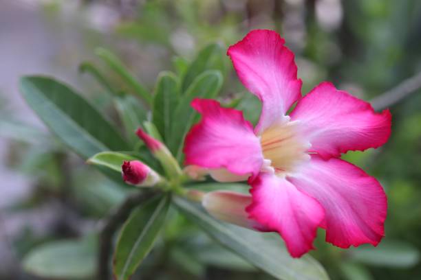 istock Azalea flowers , pink flower on tree in garden 1168208608