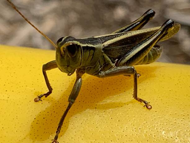 istock Two Striped Grasshopper on yellow plastic. 1168208756