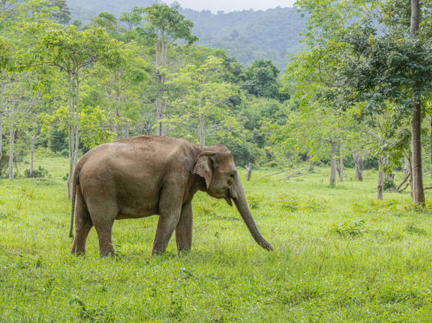 istock Asean wild elephants in forest 1168211670