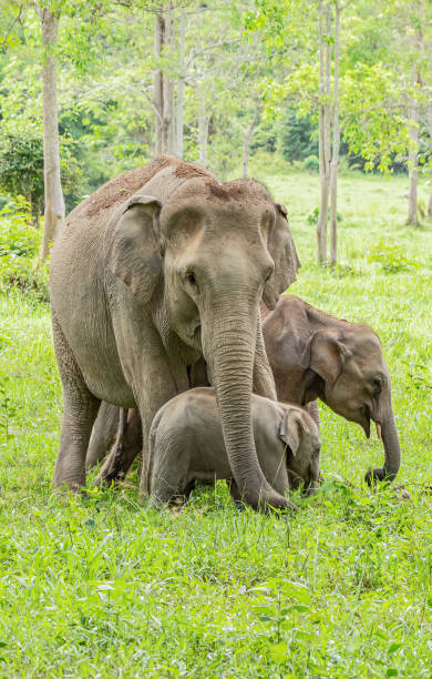 istock Asean wild elephants in forest 1168211760