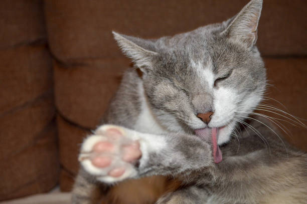 istock Gray and white cat grooming herself. 1168211810