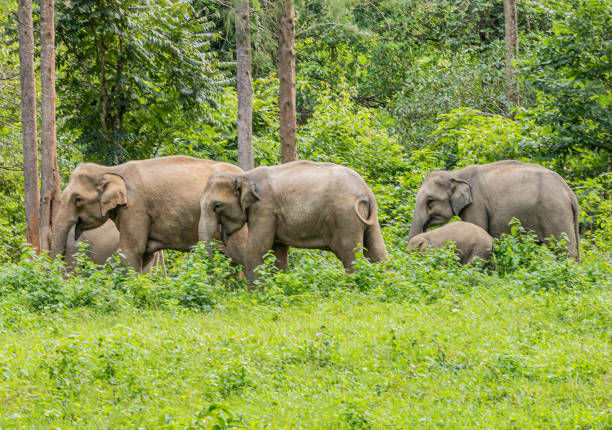 istock Asean wild elephants in forest 1168211818