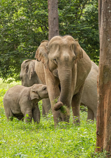 istock Asean wild elephants in forest 1168211843