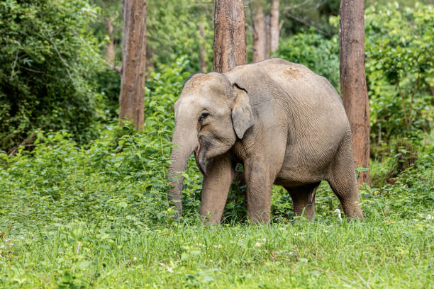 istock Asean wild elephants in forest 1168211944