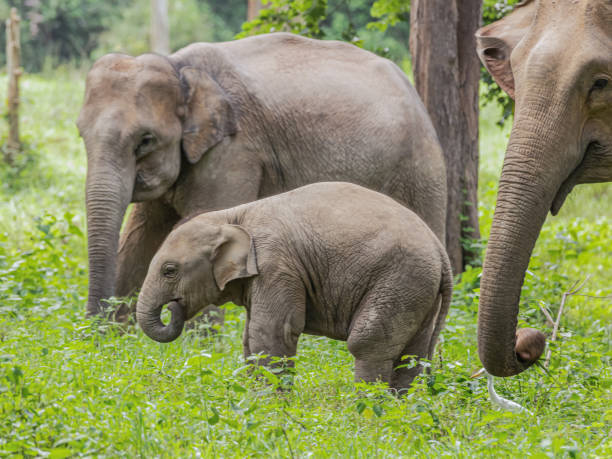 istock Asean wild elephants in forest 1168211959