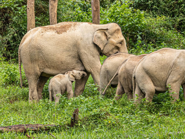 istock Asean wild elephants in forest 1168212165