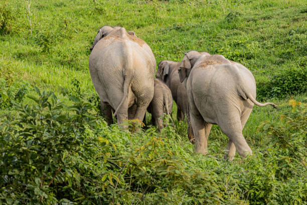 istock Asean wild elephants in forest 1168212171