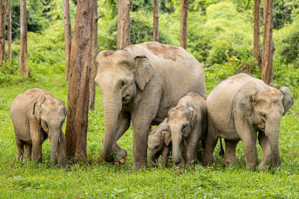 istock Asean wild elephants in forest 1168212224