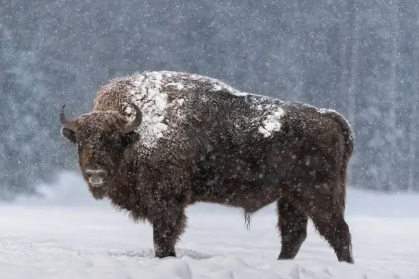Aurochs Or Bison Bonasus. Huge European Brown Bison ( Wisent ), One Of The Zoological Attraction Of Bialowieza Forest, Belarus. Lonely Endangered Wild Bull, Covered With Snow Crust