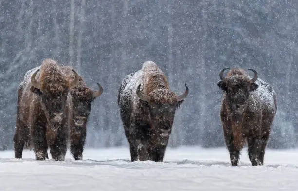 Winter Image With Four Aurochs Or Bison Bonasus, The Last Representative Of Wild Bulls In Europe. European Endangered Artiodactyl Animal.Ox Hoof Beats