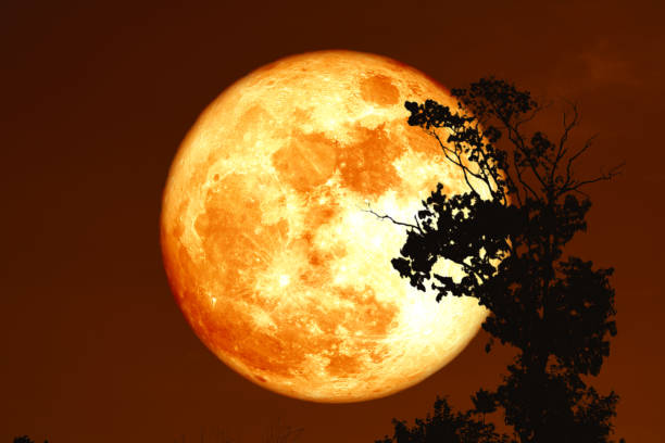 istock sturgeon blood moon on the night sky back silhouette trees 1168215603