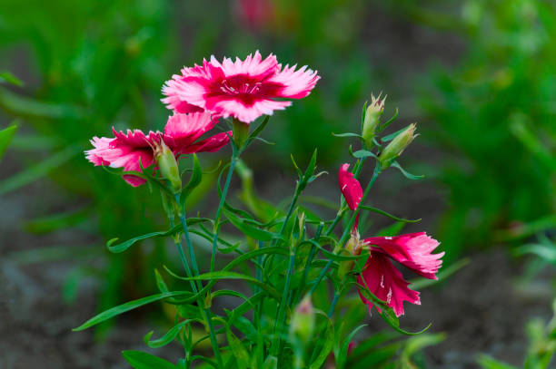 istock Red-pink carnation flowers. 1168216244