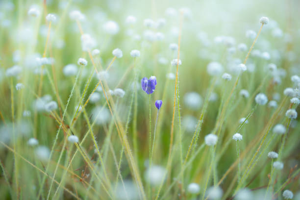 Tiny violet and white wild flowers blooming on the grassland during summer
