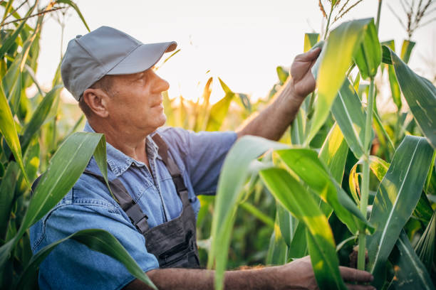 istock Examining quality of corn before harvest 1168219475
