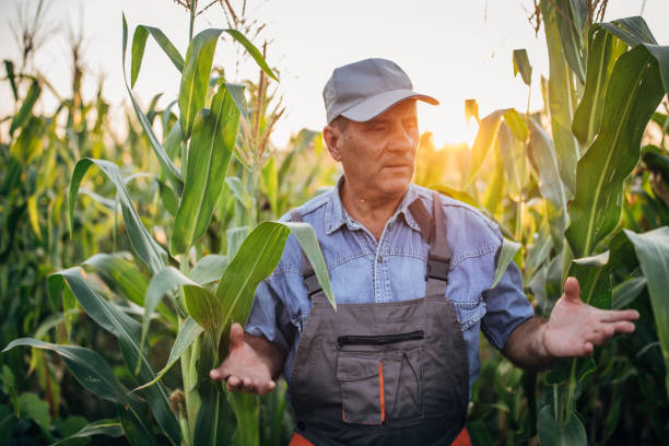 istock Senior farm worker examining crops 1168219587