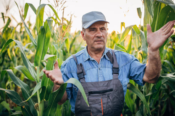 istock Senior farm worker walking in corn field 1168219713
