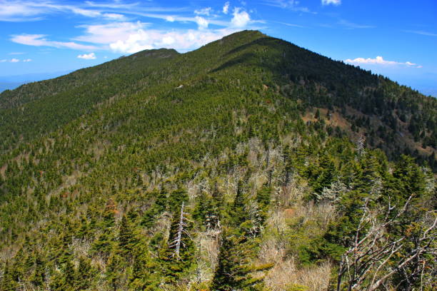 Scenery from Mount Mitchell State Park, North Carolina. Scenery from Mount Mitchell State Park in the mountains of North Carolina. mt mitchell stock pictures, royalty-free photos & images