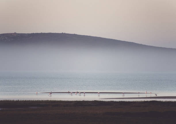 End of the day scenics of flamingos at the lagoon at Churhhaven in the West Coast National Park. Western Cape, South Africa
