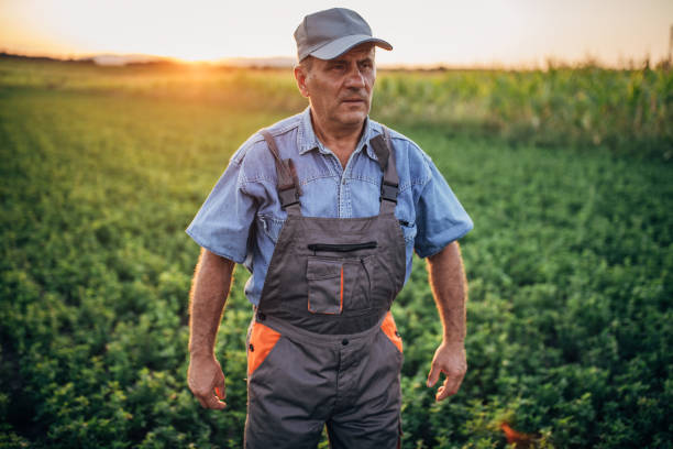 istock Senior farmer at field 1168219775