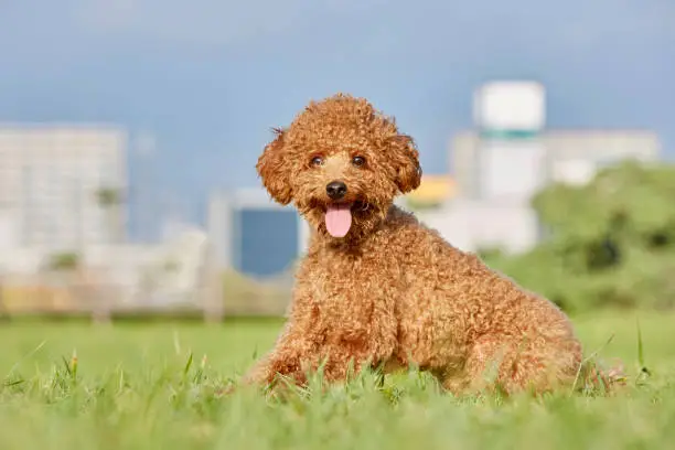 dog.poodle.Pretty