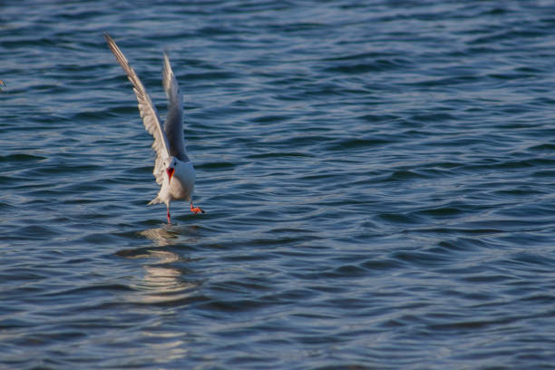 istock A screaming seagull that lands in the sea. 1168220787