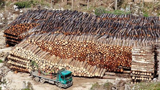 Piles of wood planks in timber yard